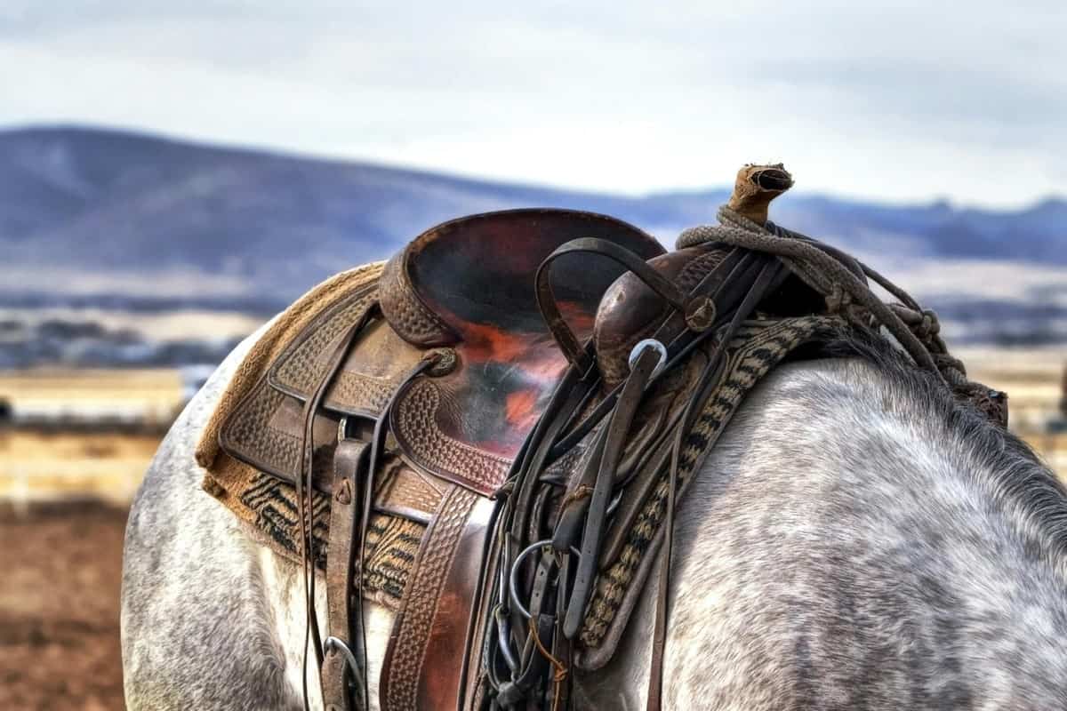 Read more about the article English vs. Western Saddle: Choosing the Right Saddle for Your Riding Style