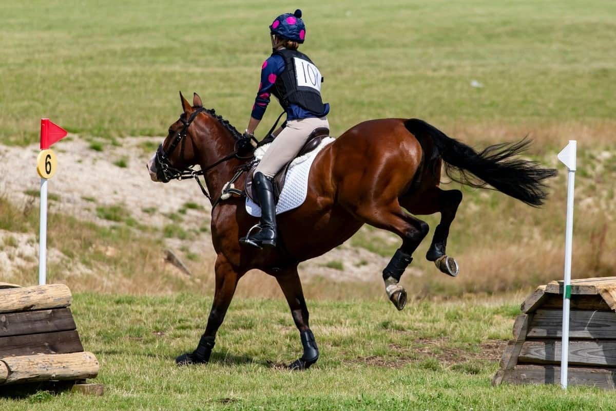 Read more about the article Eventing Elegance Unveiled: A Symphony of Skill